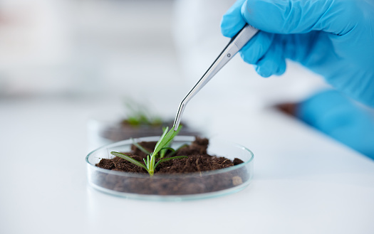 Hands, tweezer and science with plant for research, experiment and leaf. Scientist, medical professional and doctor with petri dish for botany, food study and agriculture for natural growth in lab.