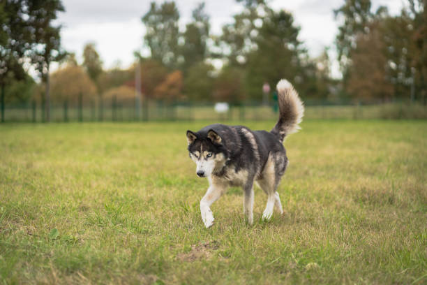 istock Husky dog with multi colored eyes walking on a field in autumn 1552994355