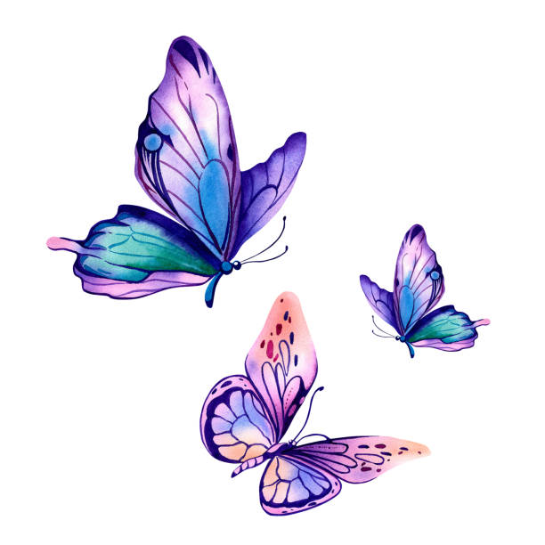 Pink and Purple Butterfly Pink and Purple Butterfly