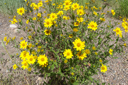 Closeup of yellow daisies