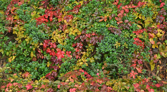 Colorful background of fallen autumn leaves and berries 