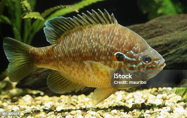 Sonnenbarsch Lepomis Gibbosus Stockfoto und mehr Bilder von Sonnenbarsch - Sonnenbarsch, Mondfisch - Fisch, Fisch