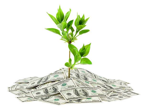 istock Money and plant 155301087
