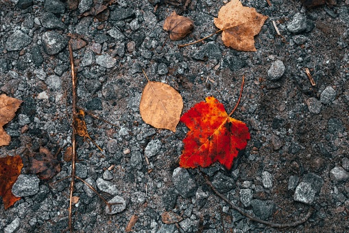 A close-up of autumn leaves on a gravel ground