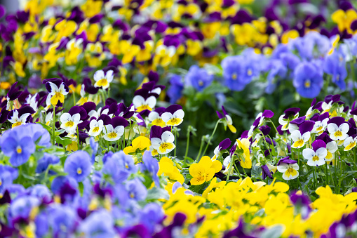 Viola tricolor, colorful decorative flowers growing in a garden on a summer day. Close up photo with selective soft focus