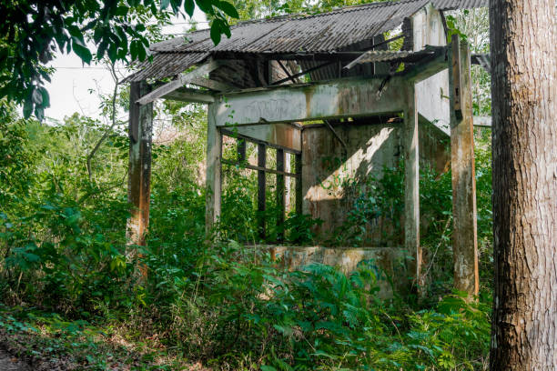 istock A ruined hut located in a protected forest area. 1553019582