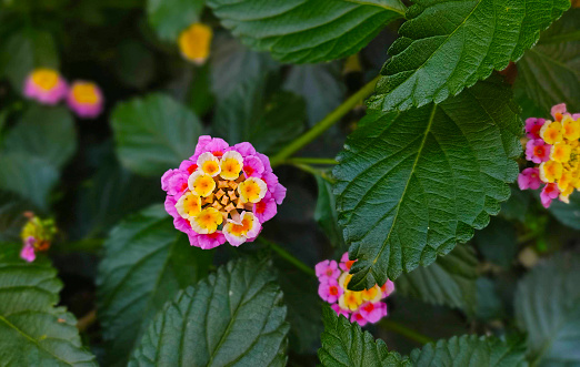 Purple and pink flower detail