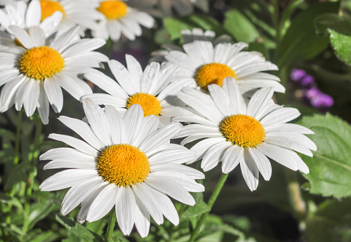 Daisy flower background. Daisy is a flower of Asteraceae family