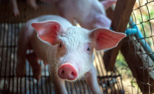 A portrait of a cute small piglet is standing on the farm.Pig Breeding farm in swine business in tidy and  indoor A portrait of a cute small piglet is standing on the farm.Pig Breeding farm in swine business in tidy and  indoor pig chitterlings stock pictures, royalty-free photos & images