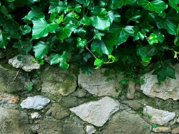 Green ivy grows on a stone wall. Ivy green background. Place for text, advertisement for botanical garden or plant shop
