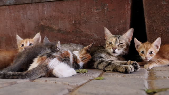 A street cat family, kittens, in the Medina of Marrakech, Morocco.