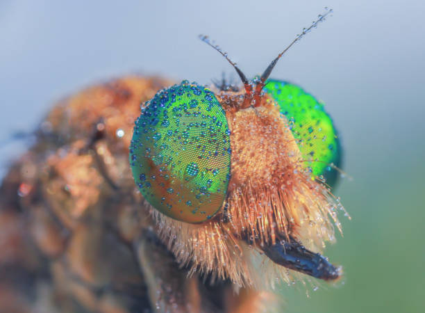istock Robberfly head taken with macro photography after rain. 1553046171