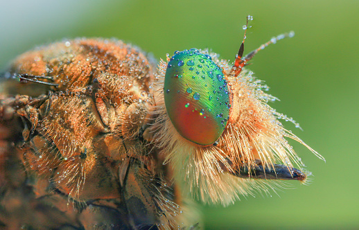 The common green bottle fly (Lucilia sericata). Macro image of the head.