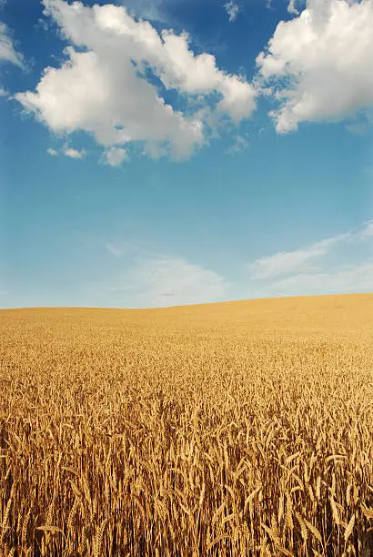 Golden wheat field with  blue sky and clouds