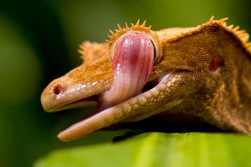 Close up of a New Caledonian Gecko licking its eye ball on green leaves against a black background