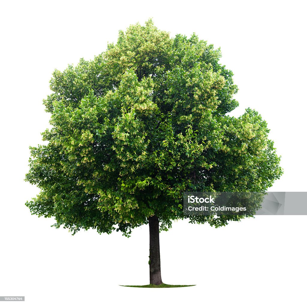 Linden árvore - Foto de stock de Limoeiro - Árvore de folha caduca royalty-free