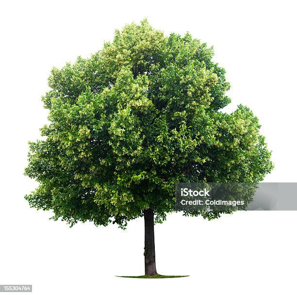 Foto de Linden Árvore e mais fotos de stock de Limoeiro - Árvore de folha caduca - Limoeiro - Árvore de folha caduca, Crescimento, Figura para recortar
