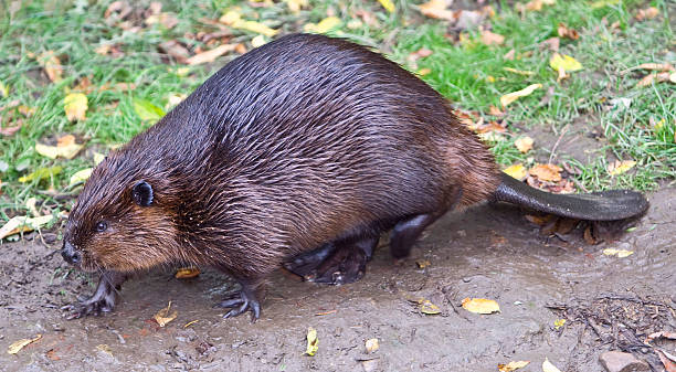 beaver - castoro foto e immagini stock