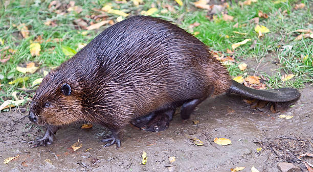 istock Inquisitive big, bad, brown beaver in the city 155304796