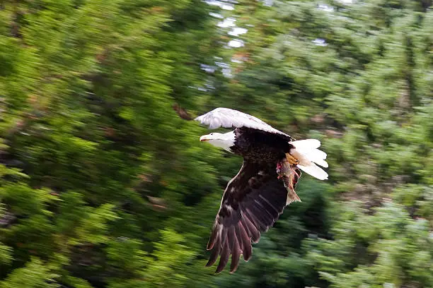 Bald Eagle fishing a salmon