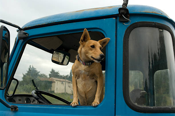 Cane in attesa - foto stock