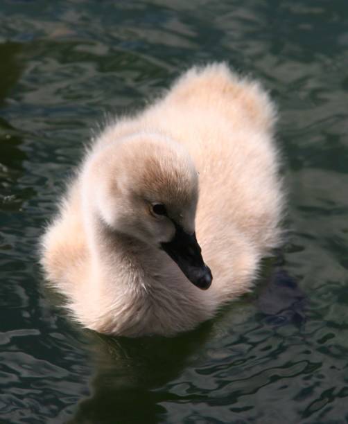 istock Single duck perched on the surface of still water. 1553051053