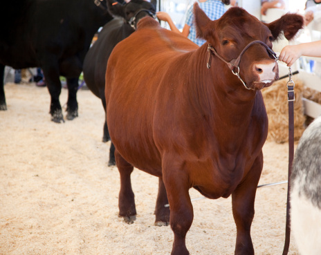 a cow in line at exhibition