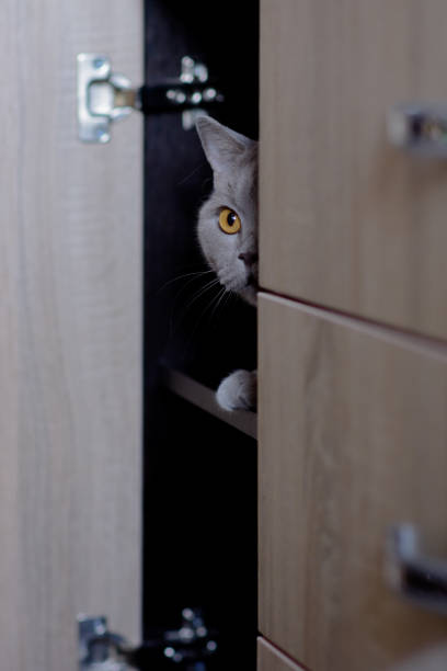 istock A gray pet cat is playing in a room in daylight. 1553052649