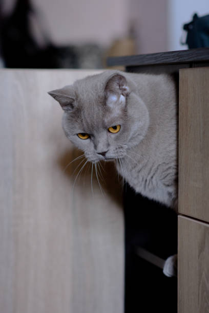istock A gray pet cat is playing in a room in daylight. 1553052650