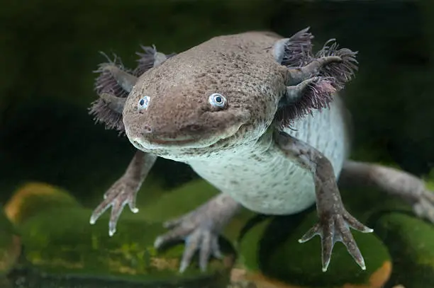 A female wild-type axolotl (Ambystoma mexicanum). These salamanders are extensively used in research laboratories around the world, in no small part due to the fact that they have astonishing regenerative potential. In their native habitat, they are threatened with extinction.