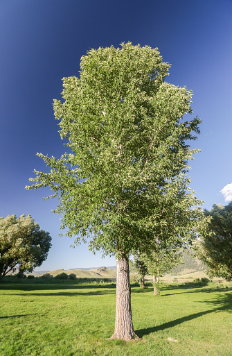 Cottonwood Tree at Murie Family Park at Jackson (Jackson Hole) in Teton County, Wyoming