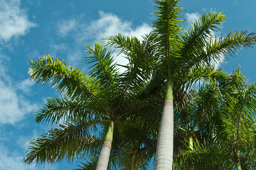 Low angle view of royal palm trees against deep blue sky. Horizontal, nobody.