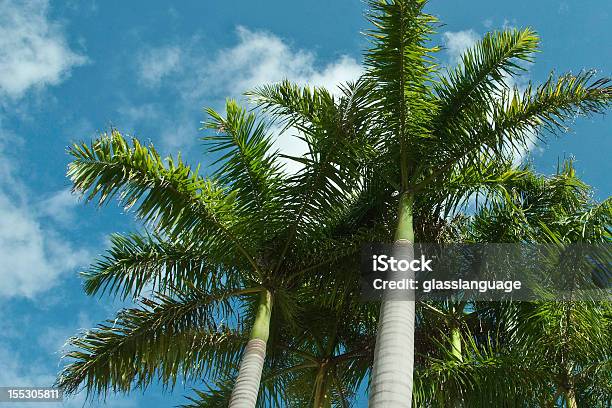 Royal Palm Trees Stock Photo - Download Image Now - Royal Palm, Beach, Backgrounds