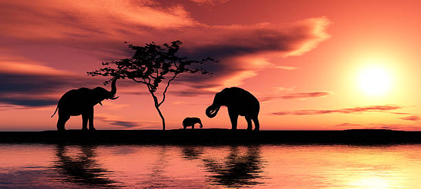 istock Silhouette of elephant family at waterfront 155306025