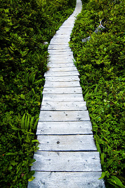 wooden trail stock photo