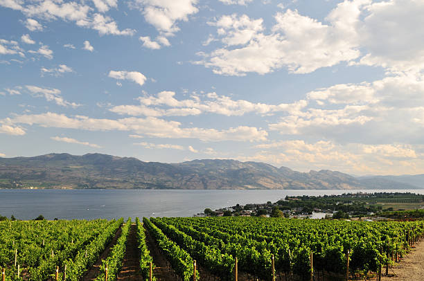 istock vineyard by Okanagan Lake near Kelowna 155306481