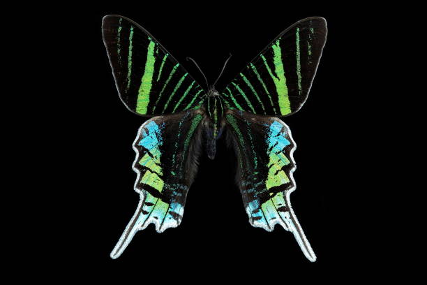 istock Green-banded Urania moth 1553065168