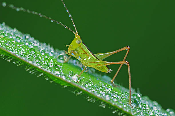 istock grasshopper and dew in the parks 155306633