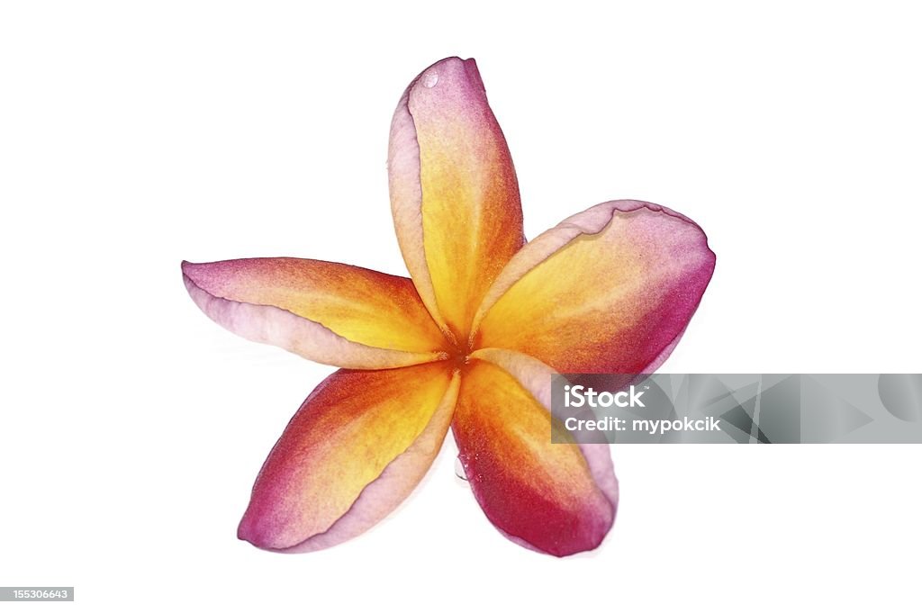 Plumeria aisladas - Foto de stock de Amarillo - Color libre de derechos