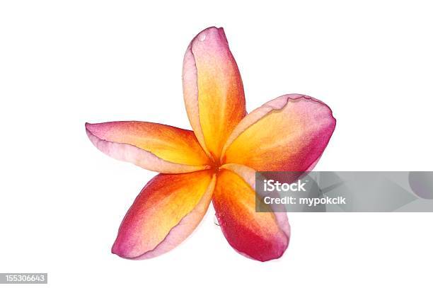 Plumeria Aisladas Foto de stock y más banco de imágenes de Amarillo - Color - Amarillo - Color, Belleza de la naturaleza, Flor