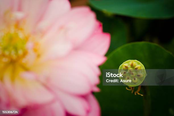 Lago Verde Loto Fiore Fructification Foto Red River Vendita Di Estate - Fotografie stock e altre immagini di Ambientazione esterna