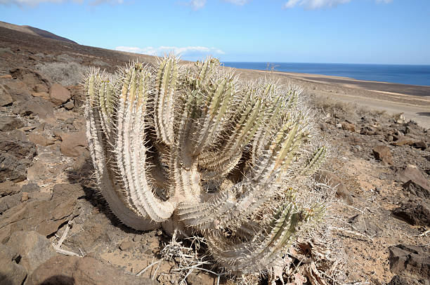 istock Cactus on Canary Island Fuerteventura 155306748