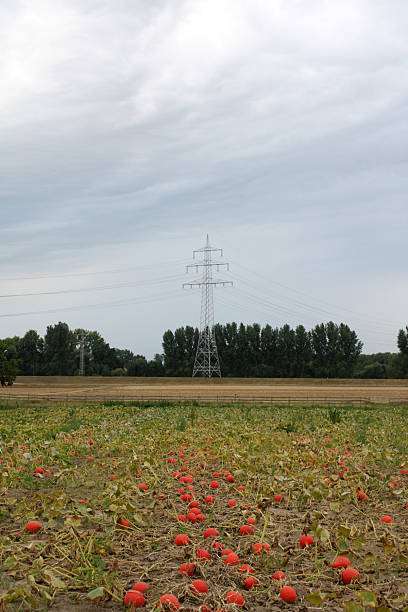 Power Lines and Radish Field stock photo