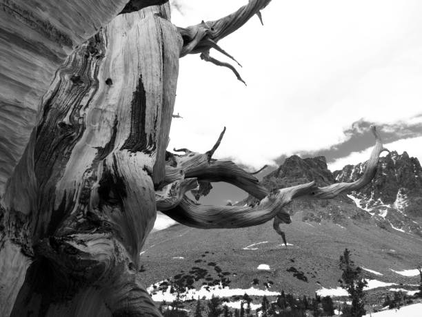 pinho bristlecone - nevada pine tree bristlecone pine snow - fotografias e filmes do acervo