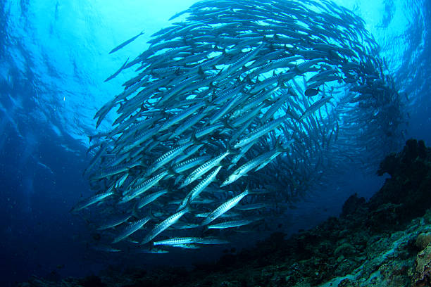 学校のバラクーダ - fish barracuda underwater circle ストックフォトと画像
