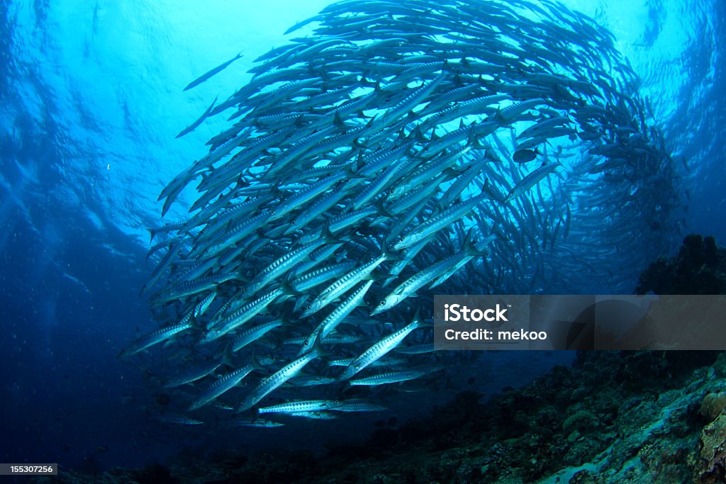 Escola de barracudas - Foto de stock de Cardume de Peixes royalty-free