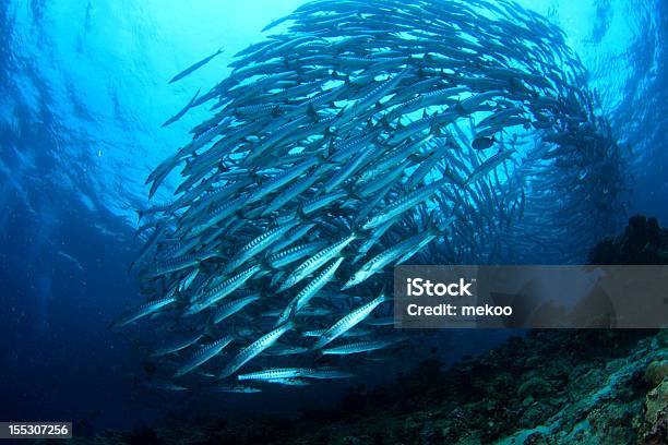 Foto de Escola De Barracudas e mais fotos de stock de Cardume de Peixes - Cardume de Peixes, Círculo, Ilha Sipadan