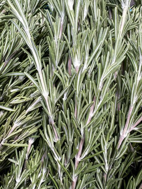 istock Close up of fresh rosemary herb 1553074197