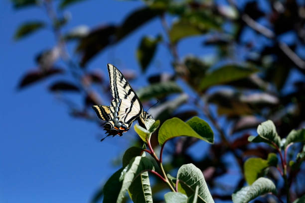 Yellow Monarch Butterfly stock photo