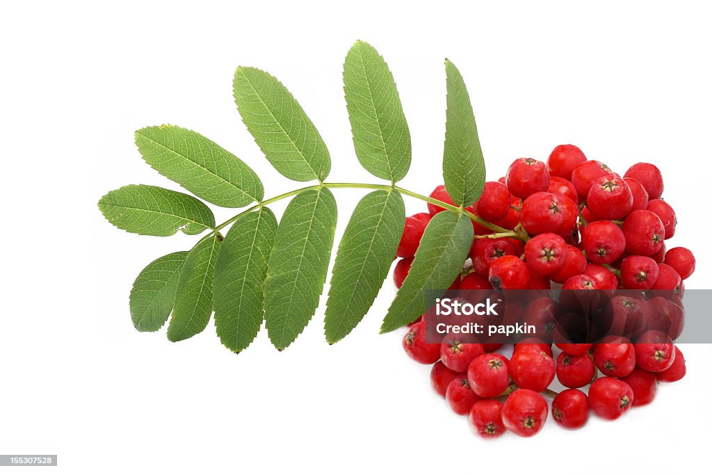 Rowan Rowan isolated on a white background. Botany Stock Photo